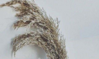 芦苇制作干花的方法（芦苇花干花制作流程）