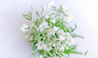 土培水仙花养殖方法 土培水仙花的养殖方法