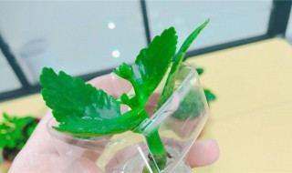 水培油葵芽简单方法 水培油葵芽简单方法视频