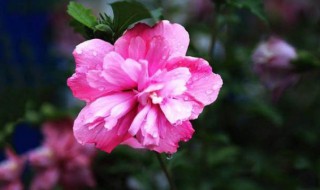 木槿花养护方法大全 木槿花养护方法大全图解