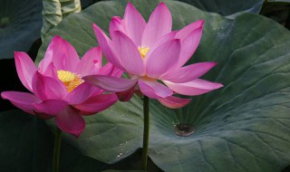 鱼塘水芙蓉怎么处理 鱼塘水芙蓉太多会影响鱼吗