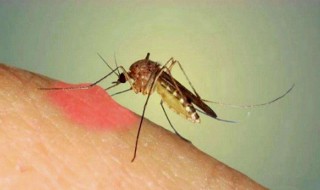 家里有蚊子怎么处理 家里有蚊子怎么处理方法