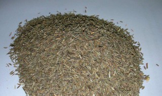 茴香炒盐的正确方法 茴香炒盐的正确方法是什么