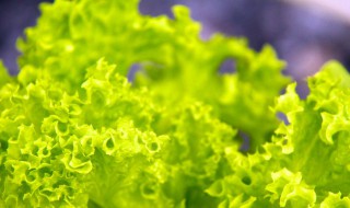泡沫箱种生菜的方法 泡沫箱种生菜几天发芽