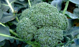 阳台西兰花种植方法（阳台西兰花种植方法图解）