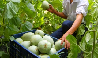 甜瓜小苗期施肥方法 甜瓜小苗打什么叶面肥