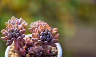玉露开花干枯后怎么处理 玉露开花干枯后怎么处理视频