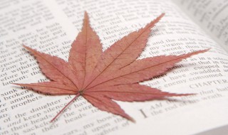 心若向阳的励志的句子 心若向阳的励志的句子图片