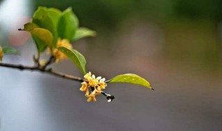 桂花花语（桂花花语是什么意思 寓意）