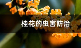 桂花树的病虫害防治（桂花树病虫害防治图解）