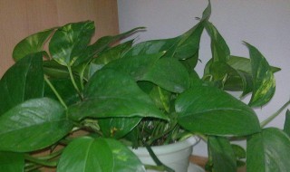 植物营养液如何使用（植物营养液如何使用可以生根）