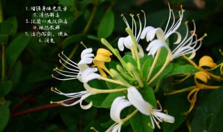 金银花蒸好还是不蒸好 金银花叶子的功效与作用