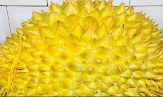 怎样挑榴莲 怎样挑榴莲什么样的榴莲好吃