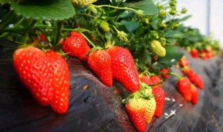 草莓籽怎么种植方法 草莓籽怎么种植方法 在家