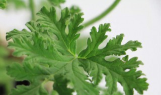 驱蚊草的养殖方法（驱蚊草的养殖方法视频）