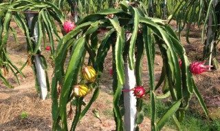 火龙果家庭种植方法（火龙果家庭种植方法图片）