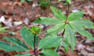 七叶一枝花的种植方法 七叶一枝花的种植方法及土质