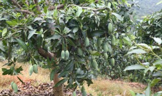 芒果种子盆栽种植方法（芒果种子盆栽种植方法视频教程）