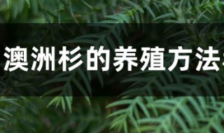 澳洲杉的养殖方法和注意事项（澳洲杉的养殖方法和注意事项视频）
