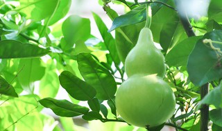 干葫芦籽怎么种植方法 干葫芦种子怎么种