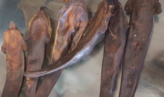 鹿尾巴的功效与作用及食用方法（鹿尾巴的功效与作用及食用方法材禁忌）