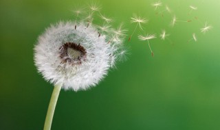 传播种子的方法有哪些（动物传播种子的方法有哪些）