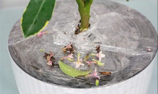 金边瑞香的养殖方法和注意事项（金边瑞香的养殖方法和注意事项 盆栽）