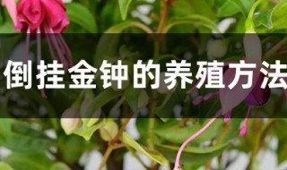 倒挂金钟的养殖方法和注意事项 夏天倒挂金钟的养殖方法和注意事项