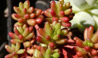 虹之玉的养殖方法 虹之玉的养殖方法和繁殖