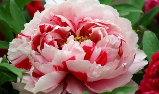 花中之王指的是什么花（牡丹花中之王指的是什么花）
