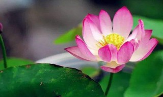 令箭荷花的养殖方法和注意事项 令箭荷花的养殖方法和修剪