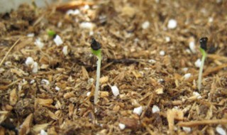 康乃馨种子的种植方法（康乃馨种子的种植方法和时间）
