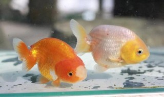 兰寿金鱼饲养技巧 兰寿金鱼饲养技巧水温