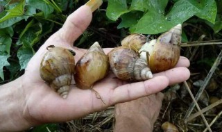 蜗牛的养殖方法 蜗牛的养殖方法视频