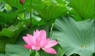 新鲜莲叶怎么保存 新鲜莲叶怎么保存时间长