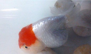 饲养兰寿的方法（兰寿怎么养活）
