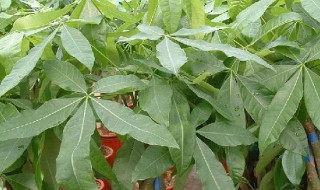 发财树种植（发财树价格）