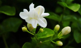 茉莉花的养殖方法和注意事项 茉莉花的养殖方法和注意事项北方