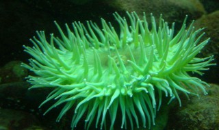 秋海葵的繁殖方法 秋海葵的繁殖方法视频