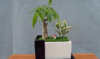 发财树的养植方法（发财树的养植方法和管理）