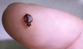除臭虫的最快方法 除臭虫的最快方法是什么