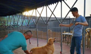 犬舍的建造方法（犬舍的建造方法有哪些）