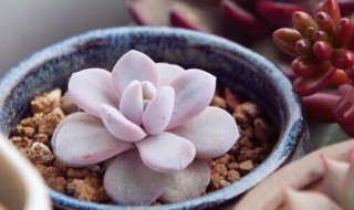 雪莲的培植方法（雪莲的培植方法视频）