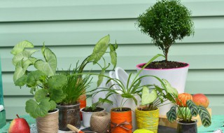 室内植物有哪些好养（室内植物有哪些好养寓意好）