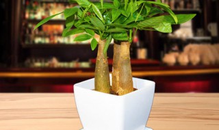 怎么制作植物盆栽 如何制作盆栽植物