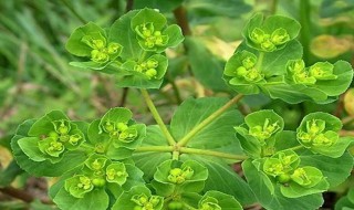 猫眼花养护技巧（猫眼花养护技巧图解）