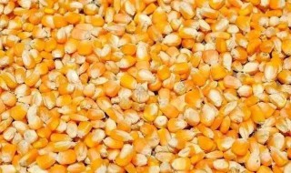老玉米窝料制作方法（老玉米窝料制作方法,钓鱼专门针对小鱼）