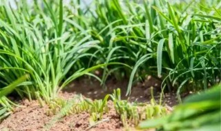 韭菜种子的种植方法 韭菜种子的种植方法和时间温度