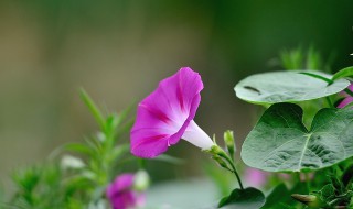 牵牛花种植时间方法 牵牛花种植方法和时间