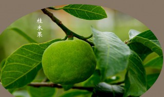 桂木果的食用方法（桂木果怎么食用最好）